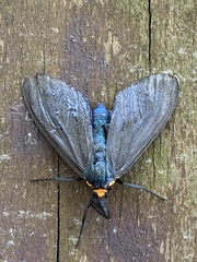 Ctenucha