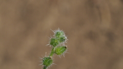 Cryptantha muricata jonesii