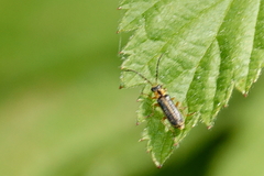 Rhagonycha oriflava