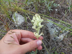 Oxytropis campestris
