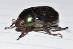 Paranomala cincta