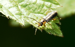 Rhagonycha oriflava