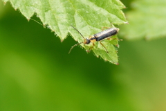 Rhagonycha oriflava