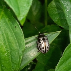 Calligrapha elegantula