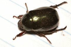 Paranomala cincta