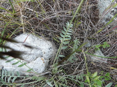 Oxytropis campestris