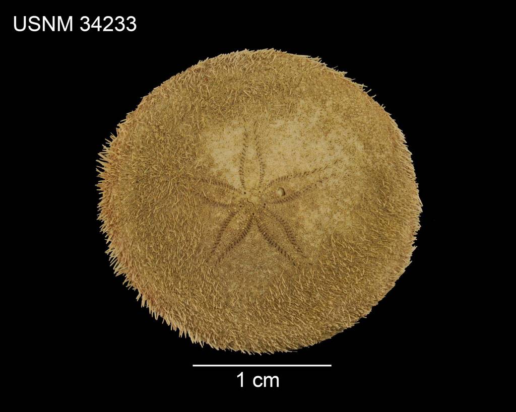 Laganum fudsiyama