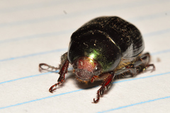 Paranomala cincta