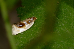 Clepsis melaleucanus