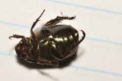 Paranomala cincta
