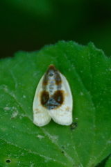 Clepsis melaleucanus