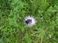 Bombus pensylvanicus image