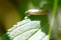 Eucosma radiatana