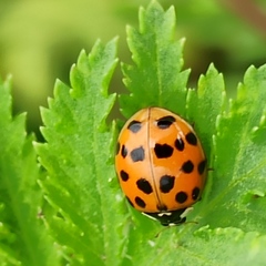 Harmonia axyridis