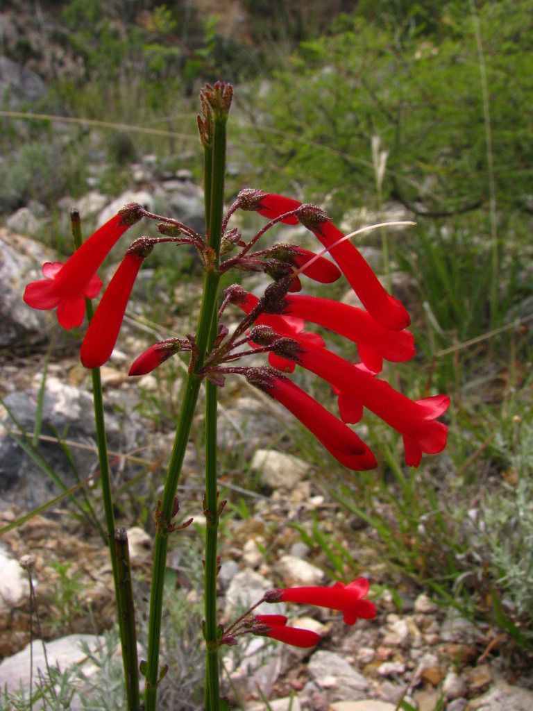 Coral plant