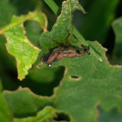 Rhodobaenus ypsilon