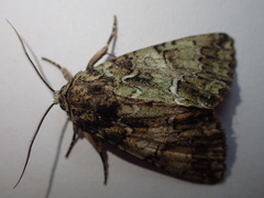 Polyphaenis sericata