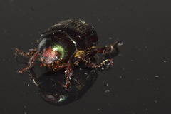 Paranomala cincta