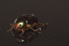 Paranomala cincta