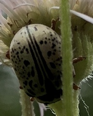 Calligrapha multipunctata