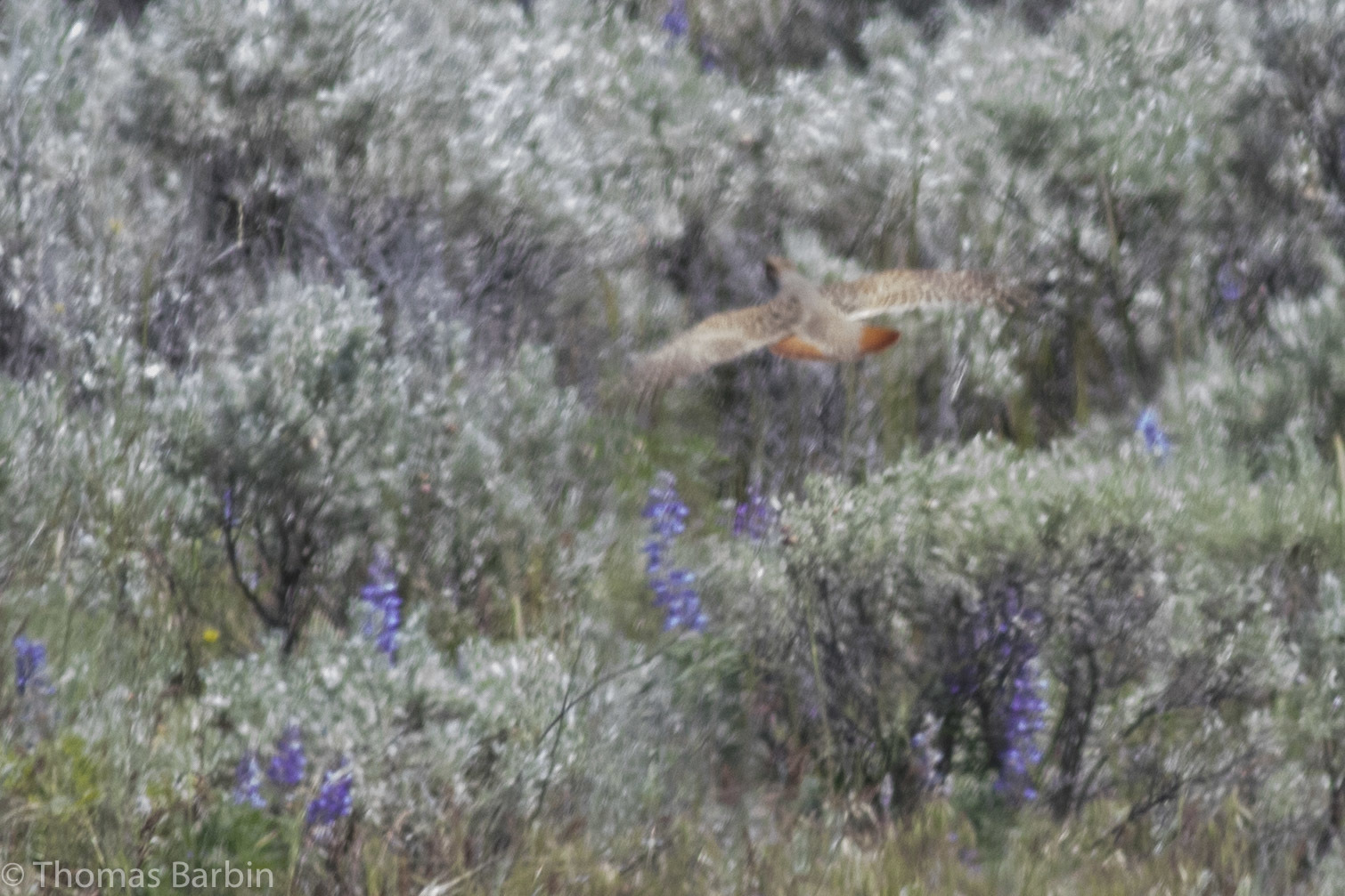 Grey Partridge