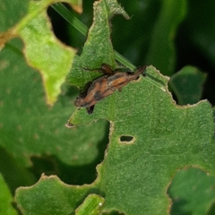 Rhodobaenus ypsilon