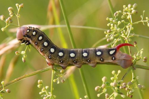 Bedstraw Hawkmoth