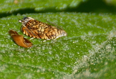 Dichrorampha leopardana