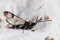 Synanthedon spheciformis