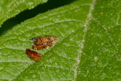 Dichrorampha leopardana