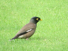 Acridotheres tristis