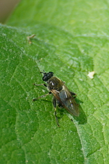 Brachypalpus oarus
