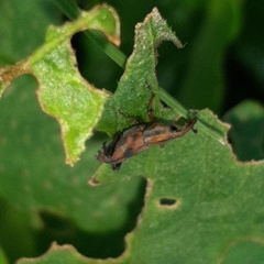 Rhodobaenus ypsilon