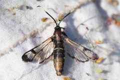 Synanthedon spheciformis