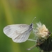 Wood White - Photo (c) Jakob Fahr, some rights reserved (CC BY-NC), uploaded by Jakob Fahr
