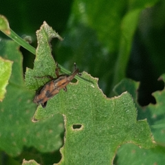 Rhodobaenus ypsilon