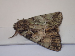 Polyphaenis sericata