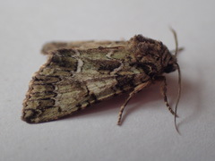 Polyphaenis sericata