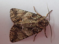 Polyphaenis sericata