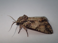 Polyphaenis sericata