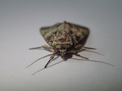 Polyphaenis sericata