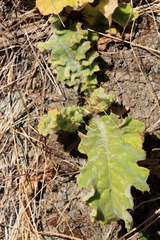 Cirsium fontinale obispoense