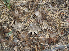Geastrum campestre