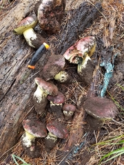 Butyriboletus primiregius