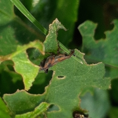 Rhodobaenus ypsilon