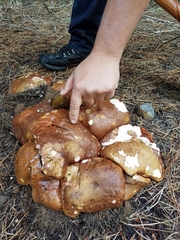 Boletus rex-veris
