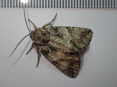 Polyphaenis sericata