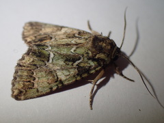 Polyphaenis sericata