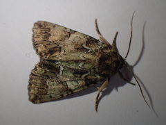 Polyphaenis sericata
