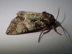 Polyphaenis sericata